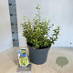 Euonymus fort. 'Emerald 'n' Gold' 35-40 cm 5,0L