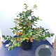 Fothergilla major 50-60 cm 20L