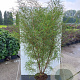Frangula alnus 'Aspleniifolia' 125-150 cm 20L