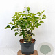 Hedera hel. 'Arborescens' 40-60 cm 5,0L