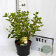 Hydrangea pan. 'Grandiflora' 40-60 cm 5,0L