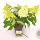 Hydrangea pan. Little Fresco 30-40 cm 3,0L