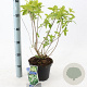 Hydrangea pan. 'Limelight' 30-40 cm 3,0L