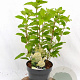 Hydrangea pan. 'Limelight' 30-40 cm 3,0L