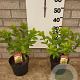 Hydrangea pan. 'Limelight' 40-60 cm 5,0L