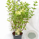 Hydrangea pan. 'Limelight' 40-60 cm 5,0L