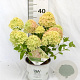 Hydrangea pan. Little Lime 30-40 cm 3,0L