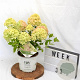 Hydrangea pan. Little Lime 30-40 cm 3,0L