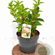Hydrangea pan. 'Silver Dollar' 30-40 cm 3,0L