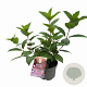 Hydrangea pan. 'Wim's Red' 30-40 cm 3,0L