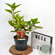 Hydrangea pan. 'Wim's Red' 40-60 cm 3,0L