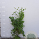Maackia amurensis 100-125 cm 20L