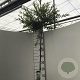 Salix integra 'Hakuro-nishiki' 180 cm stam 10L