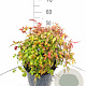 Nandina d. 'Firepower' 30-40 cm 10L
