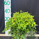 Nandina d. 'Firepower' 30-40 cm 10L