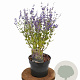 Perovskia atripl. 'Little Spire' 30-40 cm 3,0L