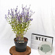 Perovskia atripl. 'Little Spire' 30-40 cm 3,0L