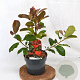 Photinia fraseri 'Camilvy' 40-50 cm 3,0L