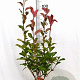 Photinia fraseri 'Camilvy' 40-60 cm 5,0L
