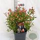 Photinia fraseri 'Little Fenna' 30-40 cm 3,0L
