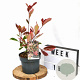 Photinia fraseri Louise 30-40 cm 3,0L