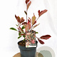 Photinia fraseri Louise 30-40 cm 3,0L