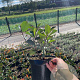 Photinia fraseri 'Red Robin' 40-50 cm 3,0L