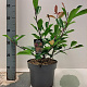 Photinia fraseri 'Red Robin' 40-60 cm 5,0L