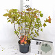 Physocarpus opulif. Magic Ball 30-50 cm 3,0L
