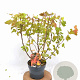 Physocarpus opulif. Magic Ball 30-50 cm 3,0L