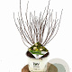 Physocarpus opulif. Tiny Wine Gold 30-50 cm 3,0L