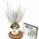 Physocarpus opulif. Tiny Wine Gold 30-50 cm 3,0L