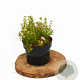 Potentilla f. 'Pretty Polly' 20-25 cm 2,0L
