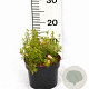 Potentilla f. 'Pretty Polly' 20-25 cm 2,0L