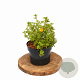 Potentilla f. 'Tangerine' 20-25 cm 2,0L