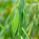 Salix sepulcralis 'Chrysocoma' 12-14 HO wortelgoed