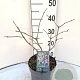 Sambucus nigra Black Beauty 30-40 cm 3,0L