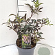 Sambucus nigra Black Beauty 30-40 cm 3,0L