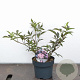 Sambucus nigra Black Beauty 30-40 cm 3,0L