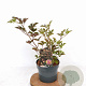 Sambucus nigra 'Thundercloud' 30-40 cm 3,0L
