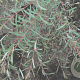 Salix purpurea 'Nancy Saunders' 125-150 cm 20L