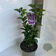 Syringa v. 'And. an Ludwig Späth' 35-45 cm P23