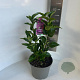 Syringa v. 'Charles Joly' 35-45 cm P23