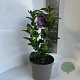 Syringa v. 'Charles Joly' 35-45 cm P23