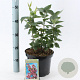 Syringa v. 'Katherine Havemeyer' 40-50 cm 5,0L