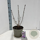 Syringa v. 'Michel Buchner' 40-50 cm 5,0L