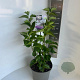 Syringa vulgaris 50-60 cm 5,0L