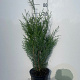 Thuja pl. 'Atrovirens' 80-100 cm 5,0L