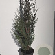 Thuja pl. 'Atrovirens' 80-100 cm 5,0L