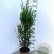 Thuja pl. 'Atrovirens' 80-100 cm 5,0L
